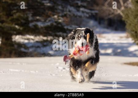 Australian Shepherd Collie che corre sulla neve con un pollo giocattolo rosso Foto Stock