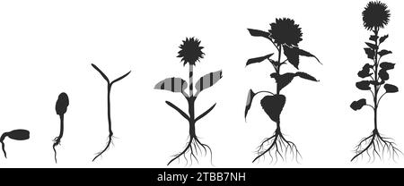 Ciclo di vita della silhouette di girasole, silhouette di crescita piante, silhouette di coltivazione di girasole, infografica sulla coltivazione di semi, coltivazione di girasole. Illustrazione Vettoriale