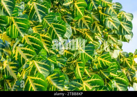 La consistenza di Erythrina variegata cresce sui rami della foresta. Foto Stock