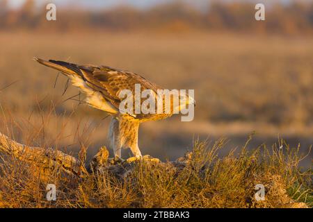Aquila fasciata di Bonelli, adulto in piedi sul ceppo, Toledo, Spagna, novembre Foto Stock