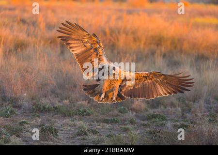 Aquila imperiale spagnola Aquila adalberti, volo immaturo, in procinto di atterrare a terra, Toledo, Spagna, novembre Foto Stock