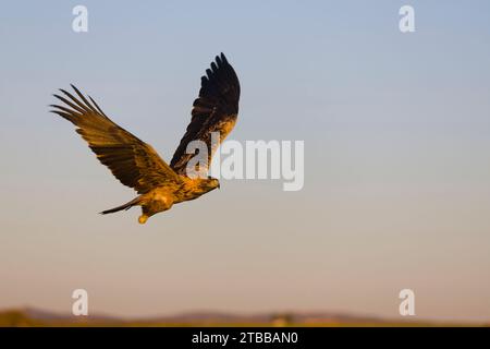 Aquila imperiale spagnola Aquila adalberti, volo immaturo, Toledo, Spagna, novembre Foto Stock