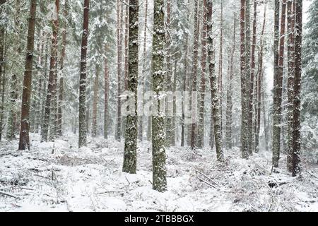 Pini nella neve. Morayshire, Scozia Foto Stock
