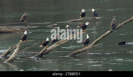 Un grande gruppo di aquile calve arroccate su Logs sul fiume Lewis a Woodland, Washington Foto Stock