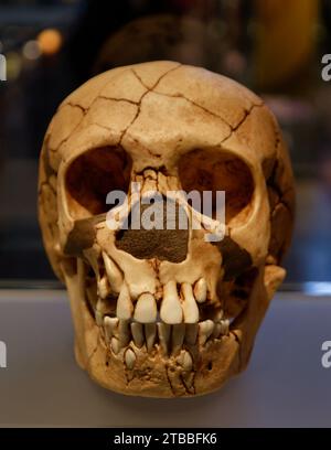 antiche ossa craniche scavi archeologici anatomia vecchia struttura paleontologica antiche prese oculari mascelle denti Foto Stock