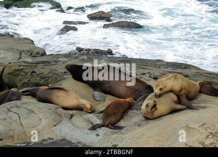 leoni marini che riposano sulle scogliere accanto alle onde dell'oceano pacifico che si infrangono nella baia di la jolla, vicino a san diego, california Foto Stock