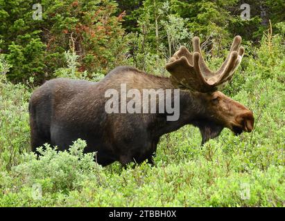 due alci di toro che pascolano nei salici del lago brainard, nell'area selvaggia delle cime indiane, colorado Foto Stock