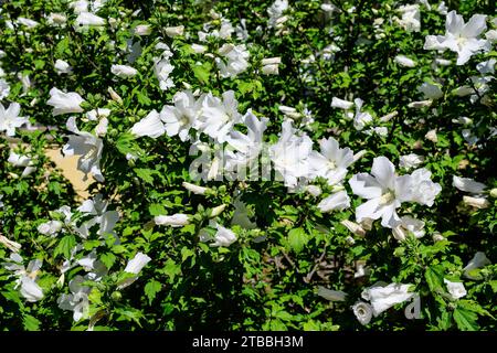 Molti fiori bianchi di pianta di ibisco syriacus, comunemente noti come rosa coreana, rosa di Sharon, ketmia siriana, arbusto althea o rosa mallow, in un giardino i Foto Stock