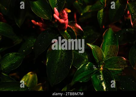 Bagnare le foglie cosparse di acqua. Sfondo scuro Foto Stock