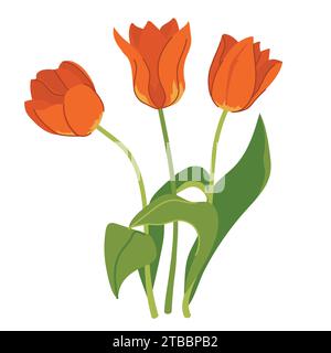Bellissimo bouquet di tulipani rossi isolati su uno sfondo bianco. Un bouquet di fiori primaverili, un regalo per la giornata internazionale della donna o per la festa della mamma. Col Illustrazione Vettoriale