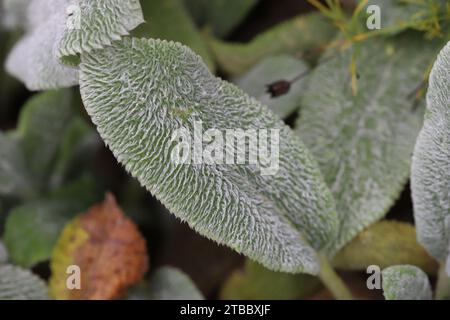 Primo piano di una morbida foglia grigio-argento di una Stachys byzantina perenne Foto Stock