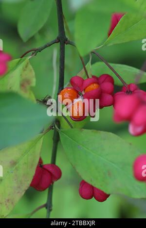 Primo piano dei frutti della capsula rosa di un cespuglio con il rivestimento di semi arancione ancora dentro, messa a fuoco selettiva, vista laterale Foto Stock