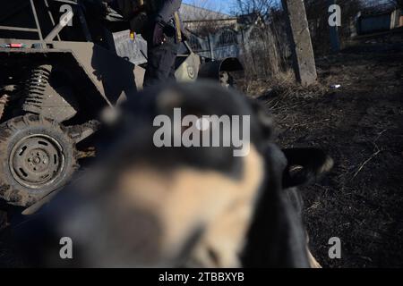 Kiev, Oblast' di Donetsk, Ucraina. 5 dicembre 2023. Un piccolo cane di nome Marte, corre alla telecamera per attirare l'attenzione, è un compagno dei soldati. Al di fuori delle regioni di Bakhmut e Soledar, i soldati in prima linea della diciassettesima brigata si preparano per l'inverno in arrivo e continuano gli assalti russi. (Immagine di credito: © Madeleine Kelly/ZUMA Press Wire) SOLO USO EDITORIALE! Non per USO commerciale! Foto Stock