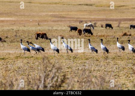 Gru a collo nero (Grus nigricollis) nella valle di Phobjikha nel distretto di Wangdue Phodrang nel Bhutan centrale Foto Stock