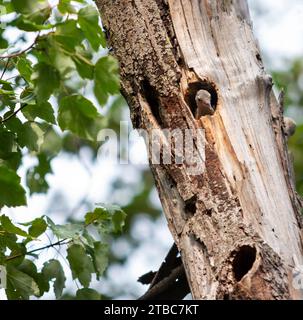 Un uccello è appollaiato all'interno di un buco sul lato di un albero. Foto Stock