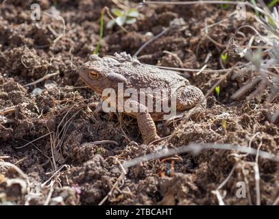 Il rospo comune Bufo Bufo Foto Stock