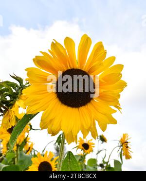 Primo piano della grande testa di girasole gialla. Foto Stock