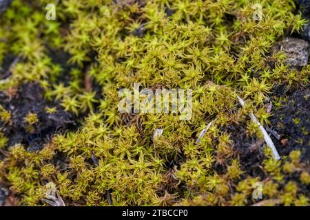 Haircap Moss Covering Ground, Spagna. Foto Stock