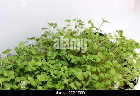 Mazzo di microgreens in vassoio nero su sfondo bianco foto di scorta isolata Foto Stock