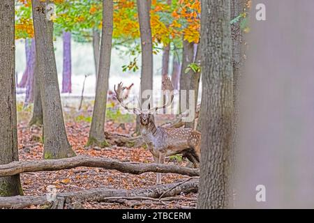 Foto di un cervo con grandi palchi in una foresta tedesca durante il giorno Foto Stock