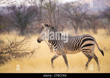 Burchell's zebras, Equus quagga burchellii, equidae, Etosha National Park, Namibia, Africa Foto Stock