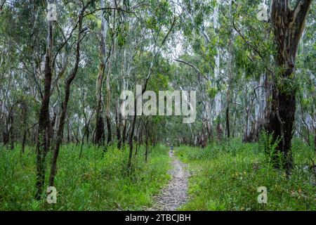 Una donna che cammina lungo il sentiero in una foresta. Nuovo Galles del Sud, Australia. Foto Stock