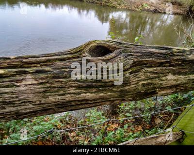 Palliativo paesaggio ripariano lungo il fiume Wey a Wisley che mostra colori autunnali. Alta risoluzione, Foto Stock