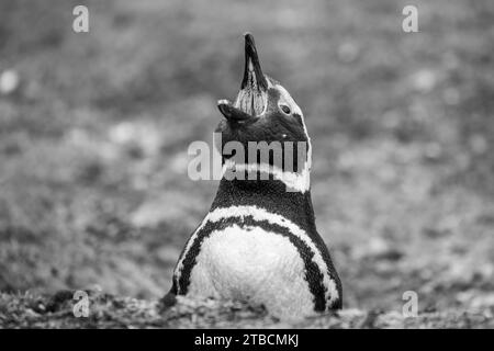 Isole Falkland, Falklands occidentali, Isola Saunders. Pinguino magellanico (Spheniscus magellanicus) a bocca aperta che mostra picchi di papillae. Foto Stock