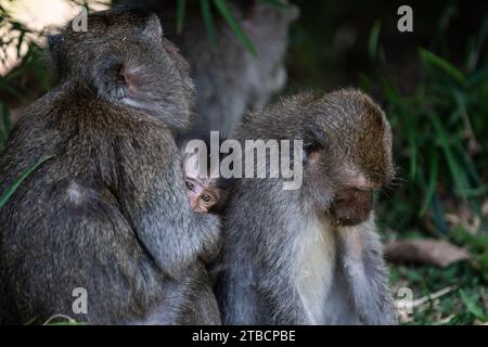 Una famiglia di scimmie macachi balinesi dalla coda lunga siede su un pavimento della foresta mentre un bambino si accosta tra le braccia di sua madre. Foto Stock