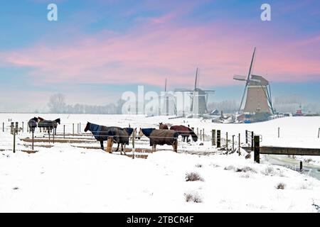 Tipico paesaggio invernale olandese con tradizionali mulini a vento in campagna dai Paesi Bassi al tramonto Foto Stock