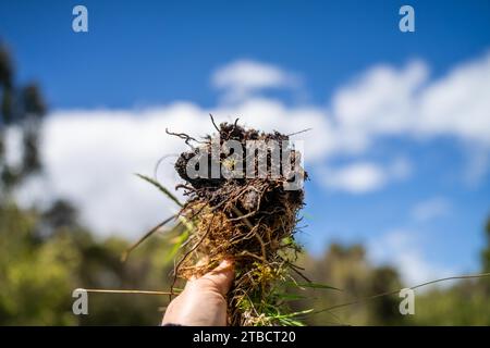 scienziato del suolo agronomo agricoltore che guarda campioni di suolo e erba in un campo in primavera. guardando la crescita delle piante e la salute del suolo in primavera Foto Stock