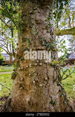 Holly Tree, IIex aquifolium, con più dossi circolari o galle sulla corteccia pf l'albero. Foto Stock