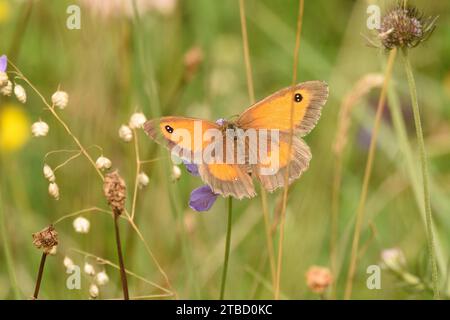 Gatekeeper Butterfly (maschio) in un prato di fiori selvatici durante l'estate. Hertfordshire, Inghilterra, Regno Unito. Foto Stock