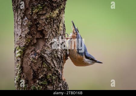 Picchio muratore in cerca di cibo Foto Stock