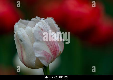 Gocce d'acqua su un tulipano bianco e rosa chiaro su uno sfondo verde con tulipani rossi sfocati Foto Stock