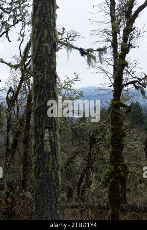 Alberi ricoperti di muschio e licheni in una foresta, con vista su Eugene, Oregon in lontananza. Foto Stock