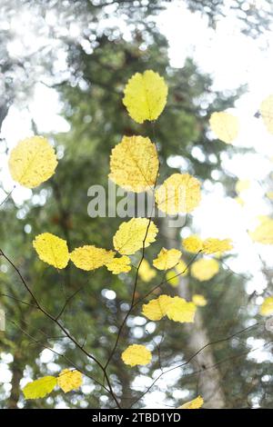 Il sole splende attraverso foglie gialle autunnali su rami sottili, come si vede dal basso, con bokeh vignette. Foto Stock