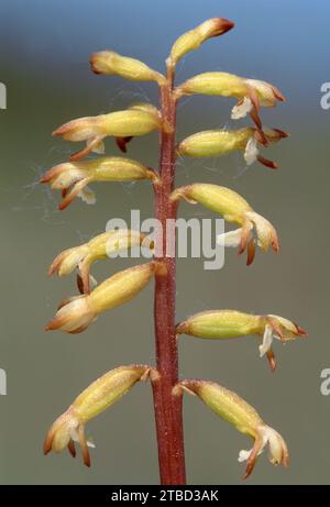 Coralroot Orchid (Corallorhiza trifida) primo piano di fiori di piante che crescono su terreno boggy in duneslack sulla costa del Morayshire, Scozia Foto Stock