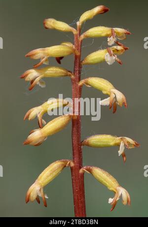 Coralroot Orchid (Corallorhiza trifida) fiore ravvicinato che cresce su terreno boggy in duneslack sulla costa del Morayshire, Morayshire, Scozia 1999 Foto Stock