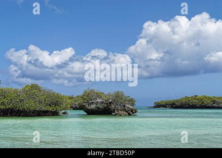 Mangrovie, rocce di funghi, acque blu turchesi, cielo blu con nuvole bianche, sito patrimonio dell'umanità dell'UNESCO, atollo di Aldabra, Seychelles Foto Stock