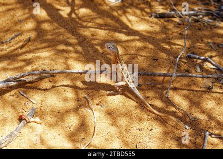 Lucertola a tre occhi (chalaradon madagascariensis), sabbia rossa, foresta di Spiny, Ifaty, Madagascar Foto Stock