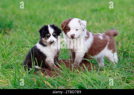 Cuccioli in miniatura American Shepherd (Canis lupus familiaris), due cuccioli su un tumulo di terra, Renania-Palatinato, Germania Foto Stock