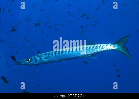 Barracuda (Sphyraena sphyraena) nel Mar Mediterraneo vicino a Hyeres. Sito di immersione Giens Peninsula, Cote dAzur, Francia Foto Stock