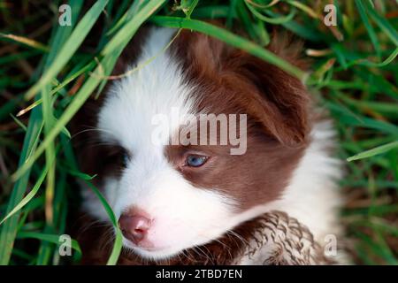 Cucciolo in miniatura del pastore americano (Canis lupus familiaris), cucciolo adagiato in erba alta, ritratto, Renania-Palatinato, Germania Foto Stock
