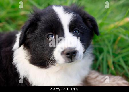 Cucciolo in miniatura del pastore americano (Canis lupus familiaris), cucciolo adagiato in erba alta, ritratto, Renania-Palatinato, Germania Foto Stock