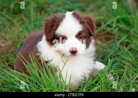 Cucciolo in miniatura del pastore americano (Canis lupus familiaris), cucciolo adagiato in erba alta, ritratto, Renania-Palatinato, Germania Foto Stock