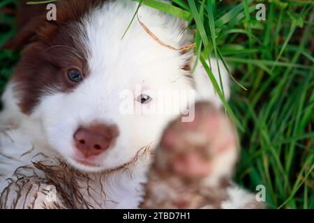 Cucciolo in miniatura del pastore americano (Canis lupus familiaris), cucciolo adagiato in erba alta, ritratto, Renania-Palatinato, Germania Foto Stock