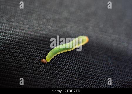 Worm verde bruchi isolare gli animali sul tessuto nero lo sfondo Foto Stock