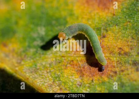 Verme verde caterpillars animali isolare su sfondo di foglie di albero Foto Stock