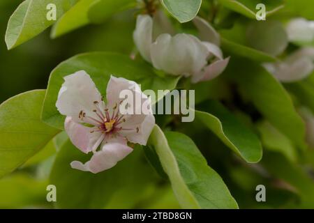 Fiore di quince (Cydonia oblonga), fiore di frutta, parco naturale della foresta svevo-franconia, Schwaebisch Hall, Hohenlohe, Heilbronn-Franconia Foto Stock